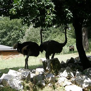 ZOO Ljubljana - Ostriches
