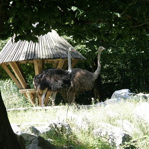 ZOO Ljubljana - Ostriches