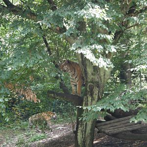 ZOO Ljubljana - Tigers
