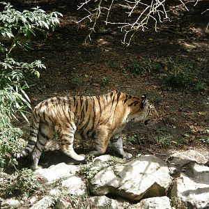ZOO Ljubljana - Amur tiger