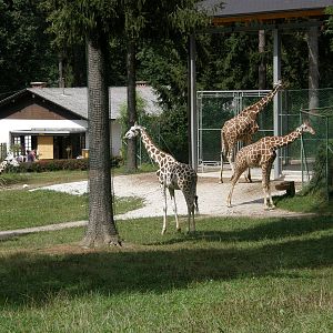 ZOO Ljubljana - Group of giraffes