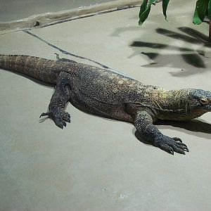 Komodo Dragon 2005