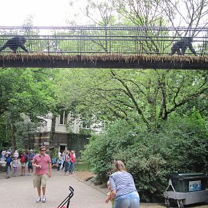Chimpanzee Bridge 2010