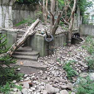 Spectacled Bear 2010