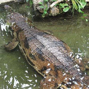 False Gharial 2010