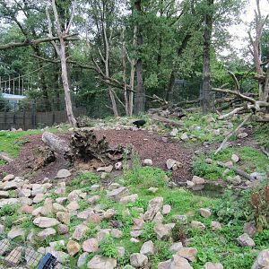Sun Bear & Binturong 2010