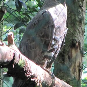 European Honey Buzzard