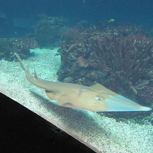 Guitarfish 2010