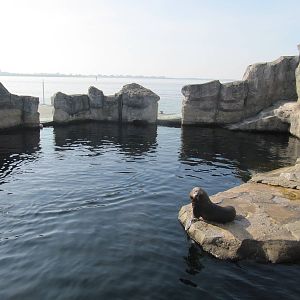 South American Sea Lion 2010