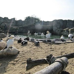 Northern Gannet 2010