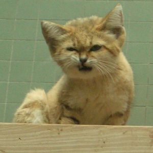 Sand Cat 2005