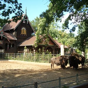 American Buffalo 2005