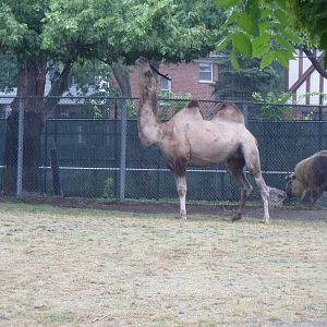 Bactrian Camel and Takin