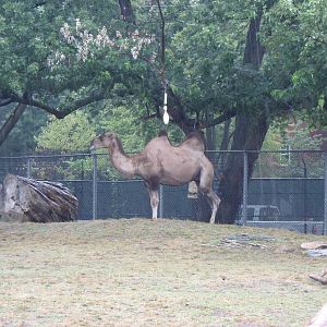 Bactrian Camel