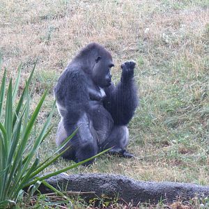 Lowland Gorilla