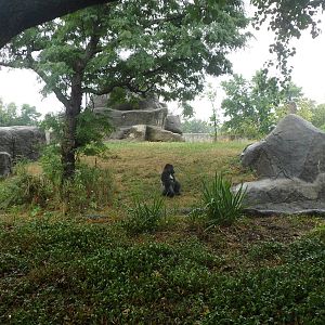 Gorilla Exhibit