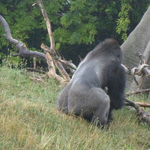 Lowland Gorilla
