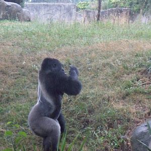 Lowland Gorilla Jumping