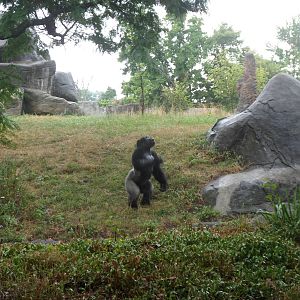 Lowland Gorilla Jumping