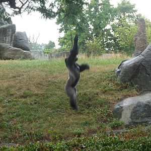 Lowland Gorilla Jumping