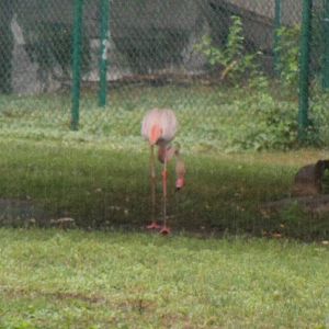 Greater Flamingo