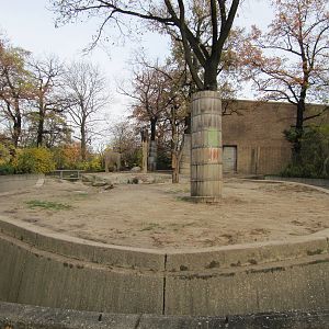 Asian Elephant Bull Victor 2010