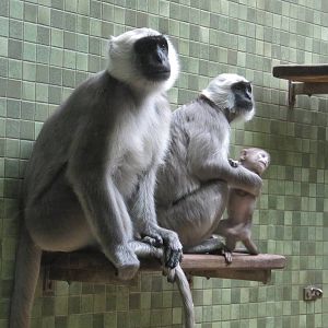 Gray Langur 2010