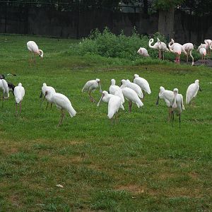 African Mixed Bird Exhibit