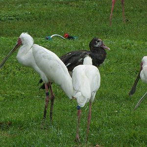 African Spoonbill