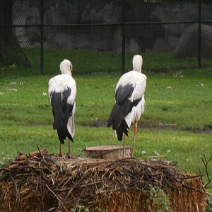 European White Stork