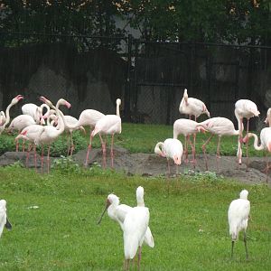 African Mixed Bird Exhibit