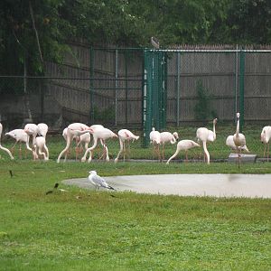 Greater Flamingo