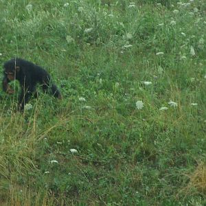 Baby Chimpanzee