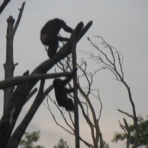 Chimps Playing