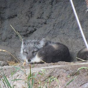 Arctic Fox