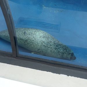 Harbor Seal