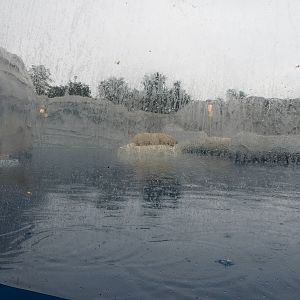 Polar Bear Exhibit