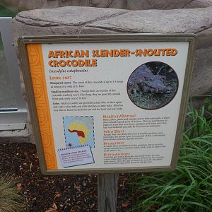 New Slender-snouted Crocodile Exhibit