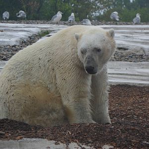 Polar Bear