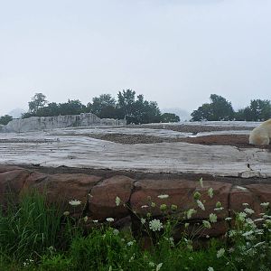 Polar Bear Exhibit
