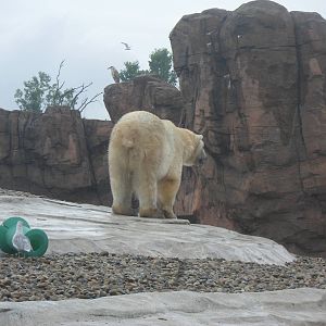 Polar Bear