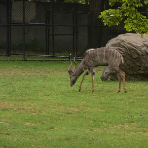 Lesser Kudu