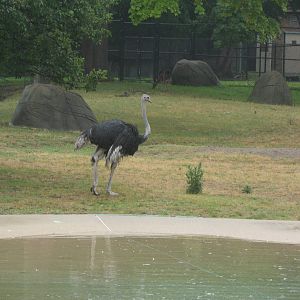 Ostrich