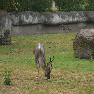 Lesser Kudu
