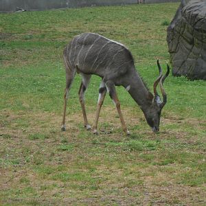 Lesser Kudu
