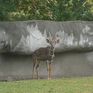 Lesser Kudu