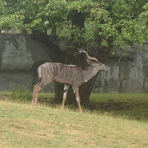 Lesser Kudu