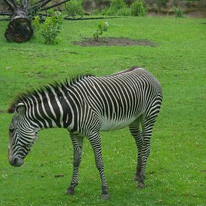 Grevy's Zebra