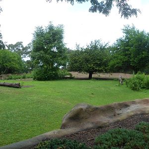 Grevy's Zebra Exhibit