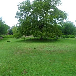 Grevy's Zebra Exhibit